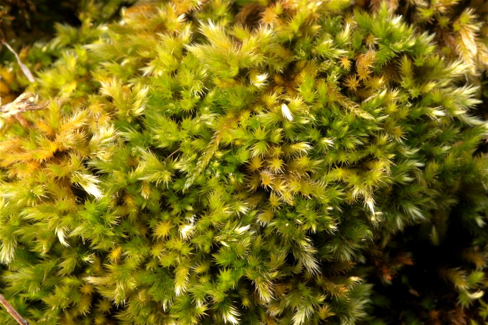 Homalothecium sericeum