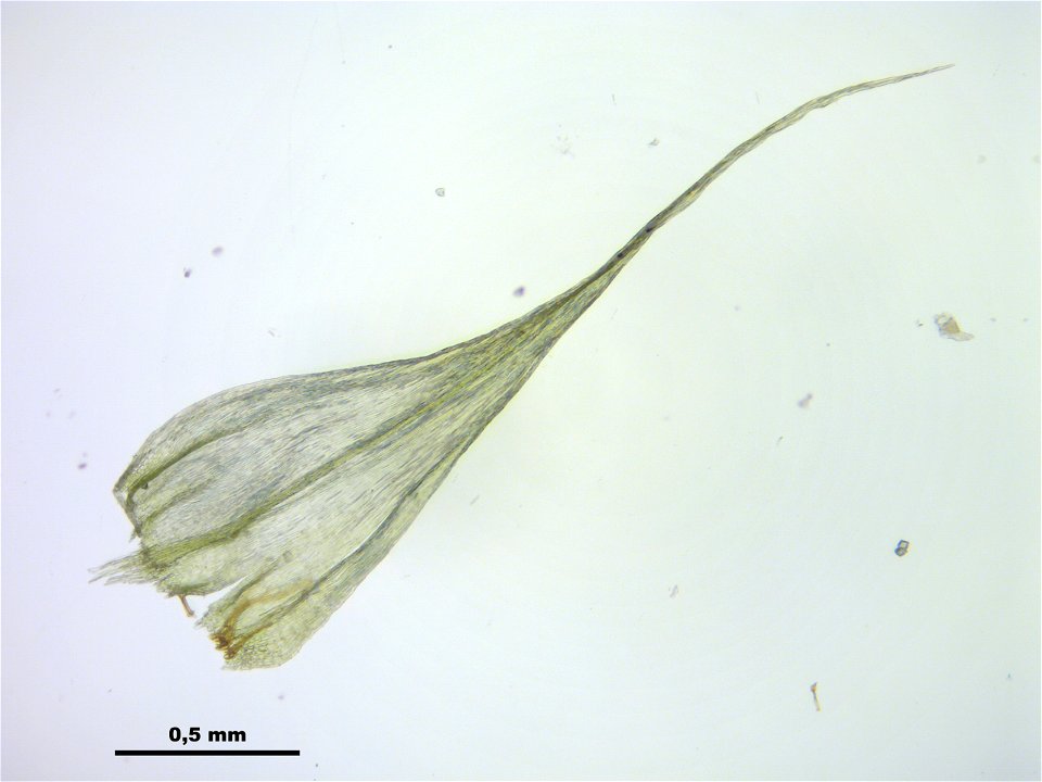 Homalothecium sericeum