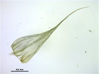 Homalothecium sericeum