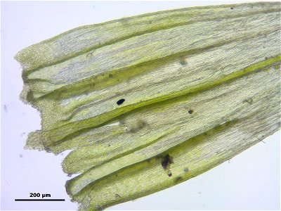 Homalothecium sericeum