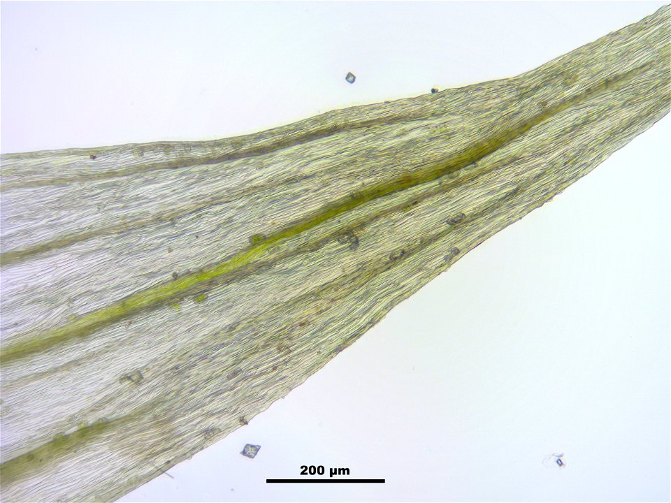 Homalothecium sericeum