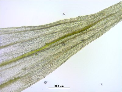 Homalothecium sericeum photo