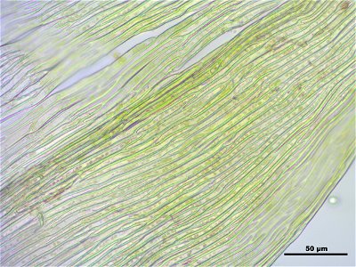 Homalothecium sericeum
