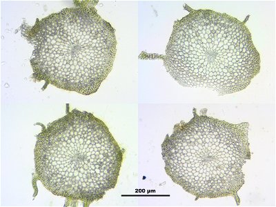 Homalothecium sericeum
