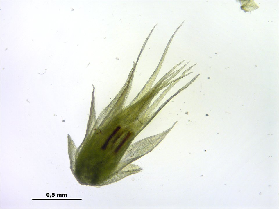 Homalothecium sericeum