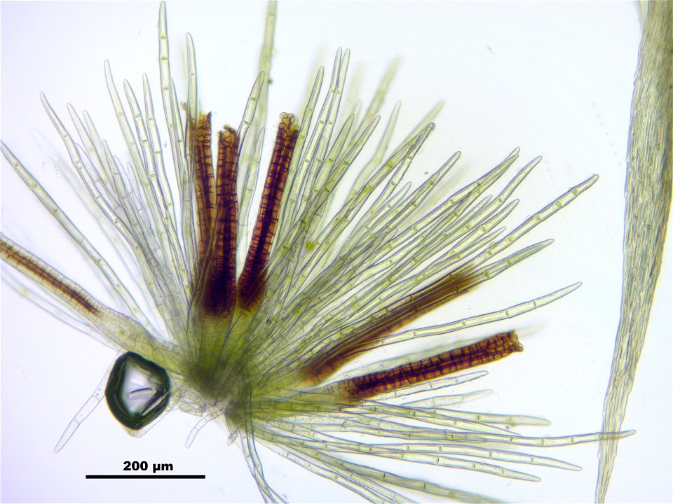 Homalothecium sericeum