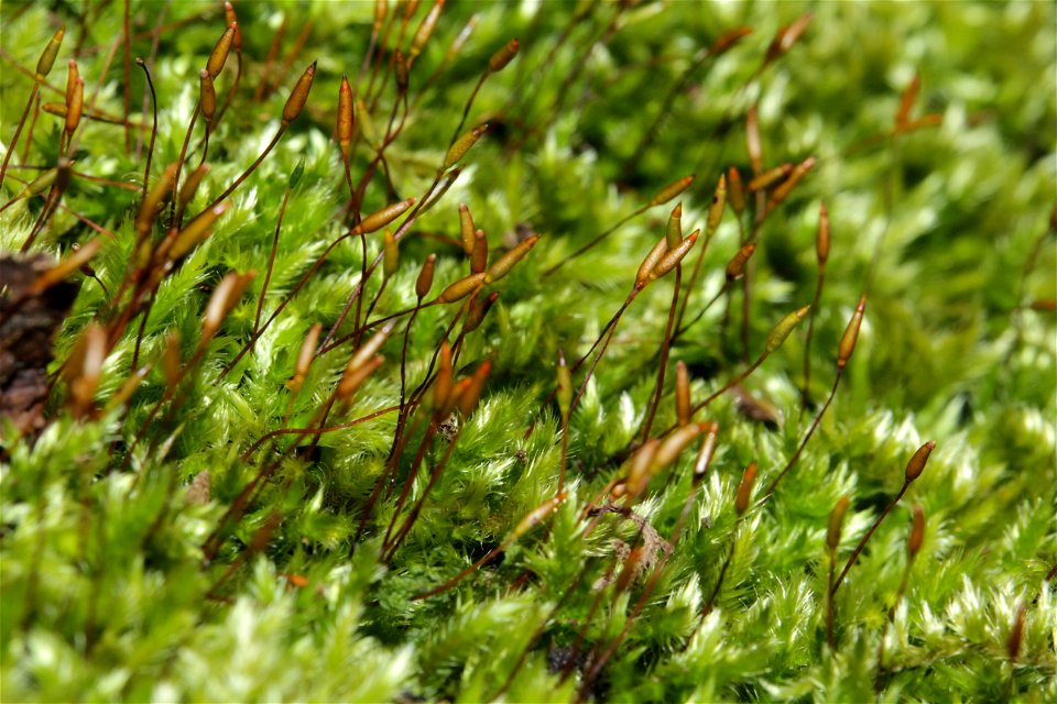 Homalothecium sericeum