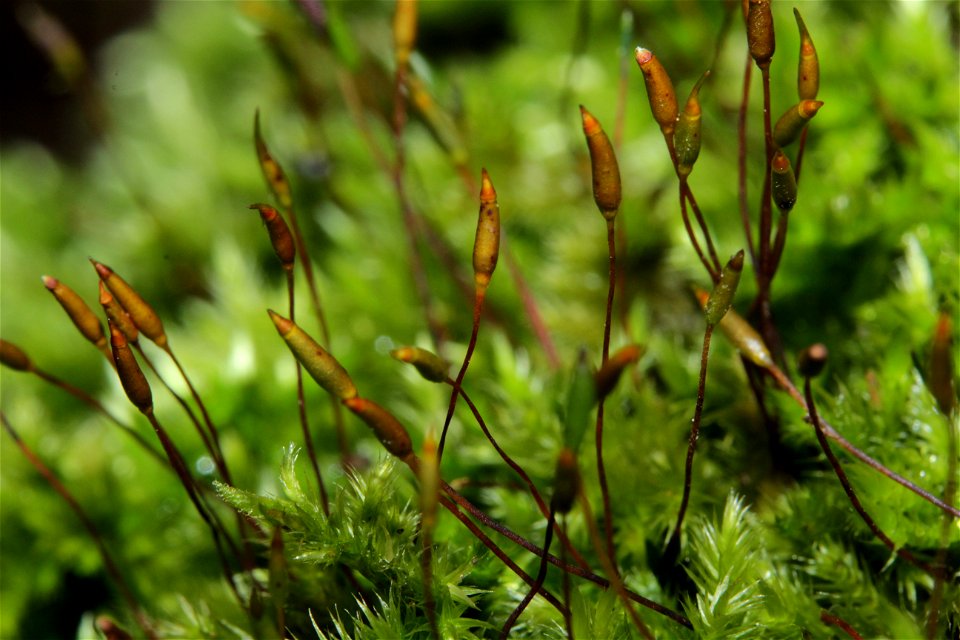 Homalothecium sericeum