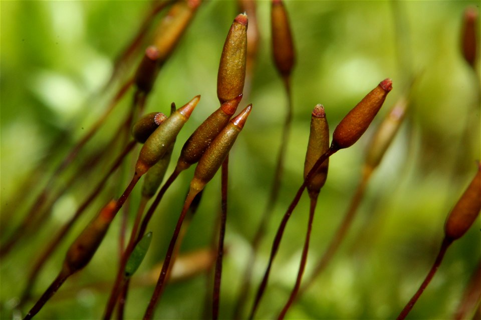 Homalothecium sericeum