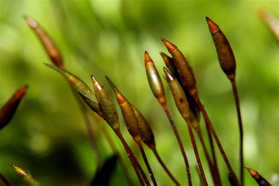 Homalothecium sericeum