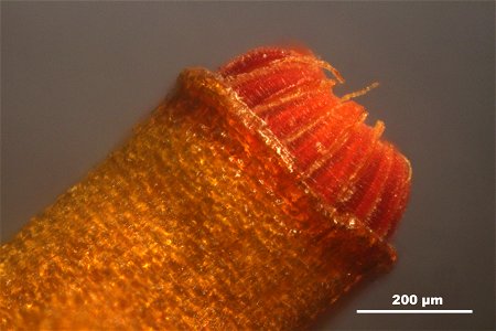Homalothecium sericeum