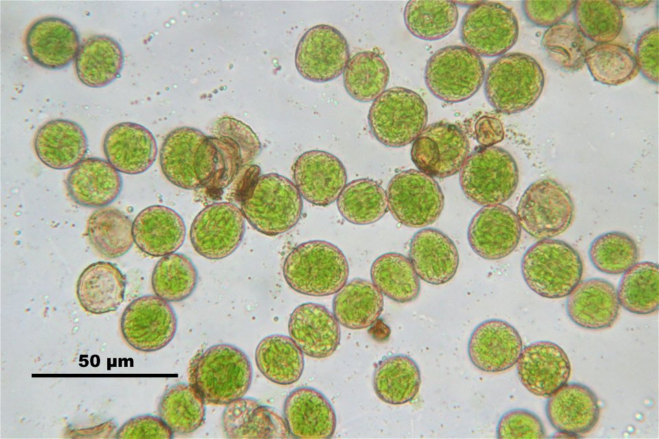 Homalothecium sericeum