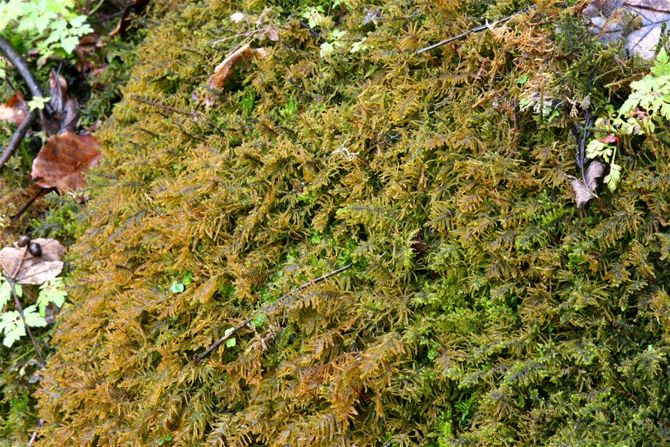 Palustriella commutata