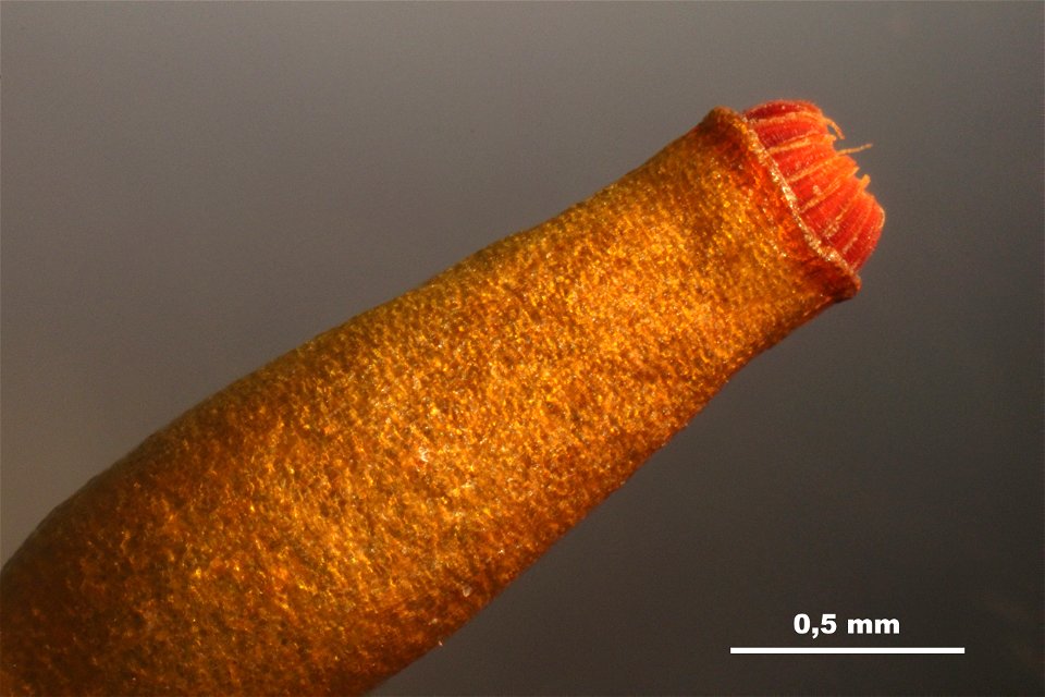 Homalothecium sericeum