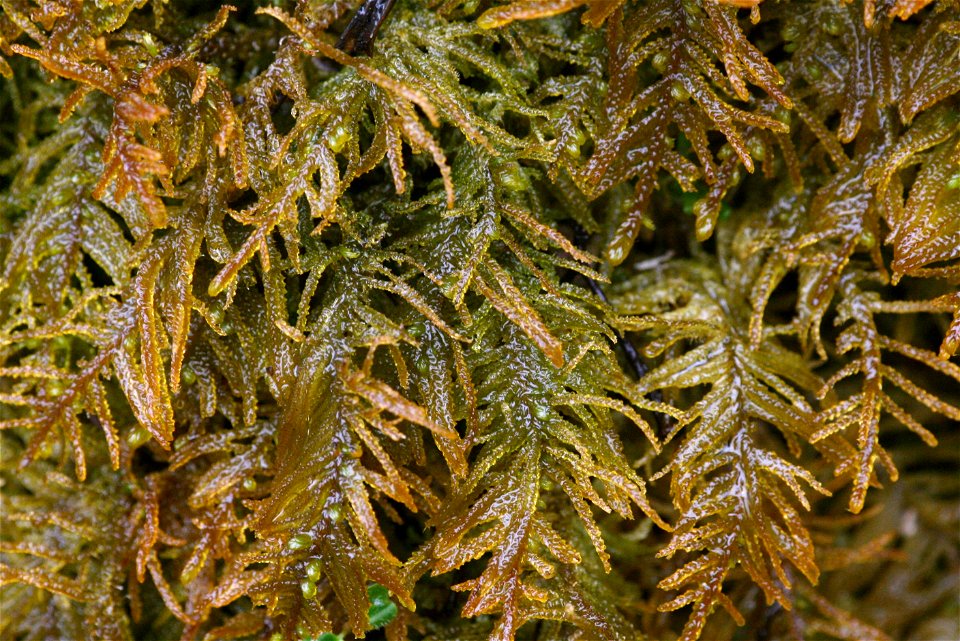 Palustriella commutata