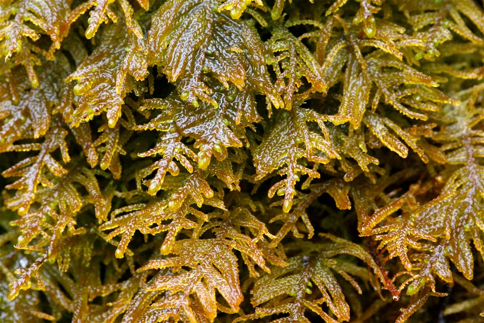 Palustriella commutata