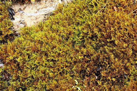 Palustriella commutata