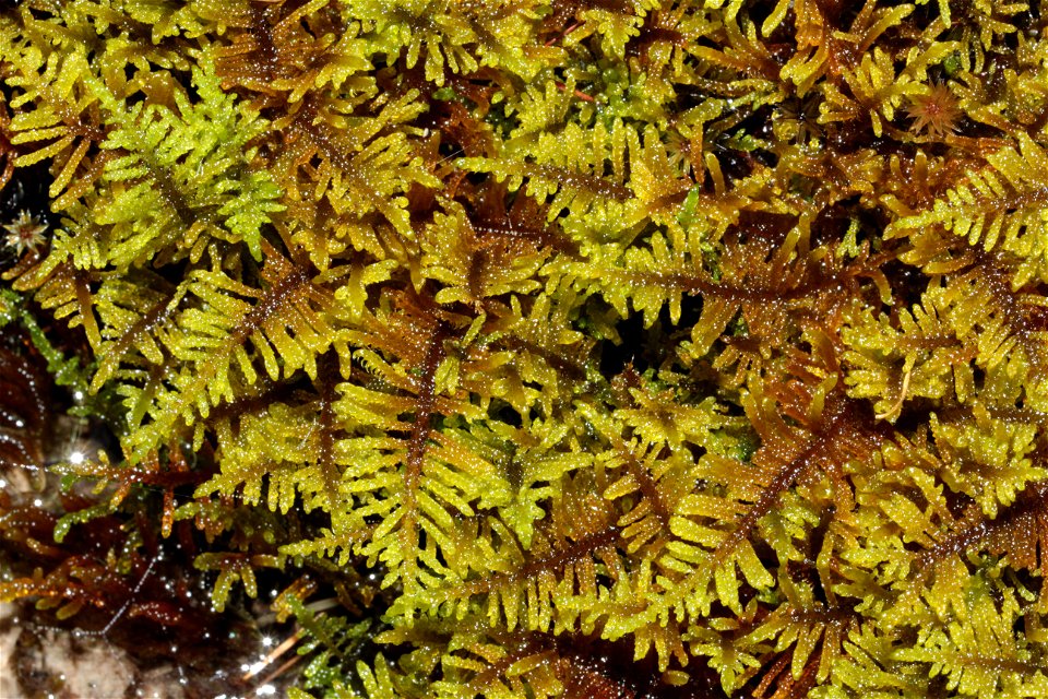 Palustriella commutata