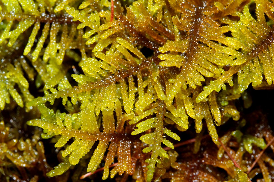 Palustriella commutata