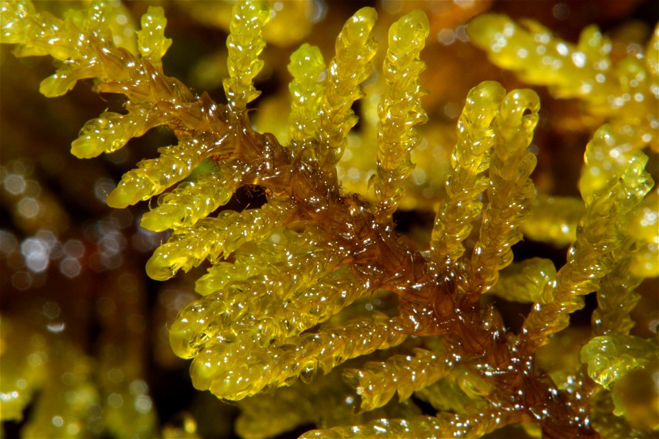 Palustriella commutata