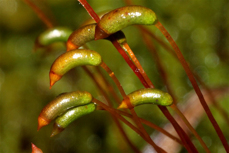 Palustriella commutata