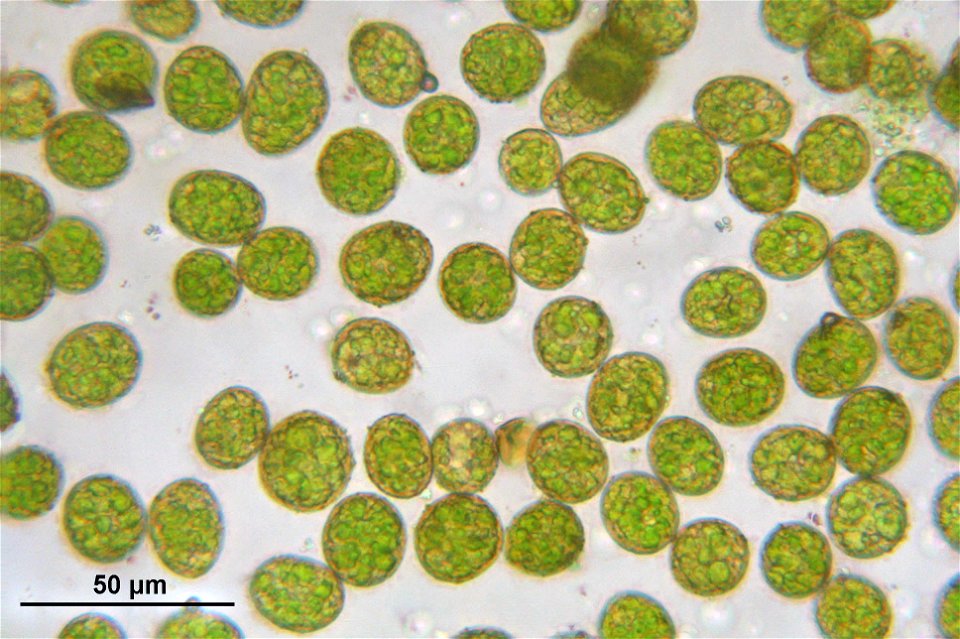 Palustriella commutata