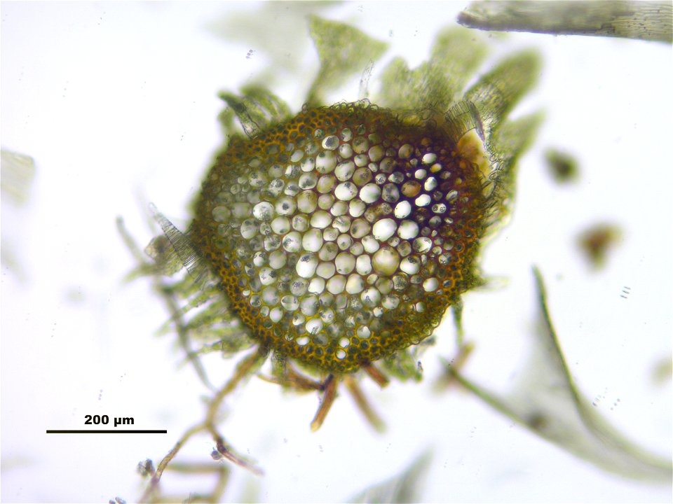 Palustriella commutata