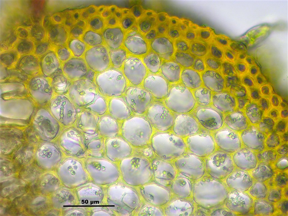 Palustriella commutata