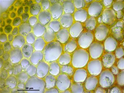Palustriella commutata