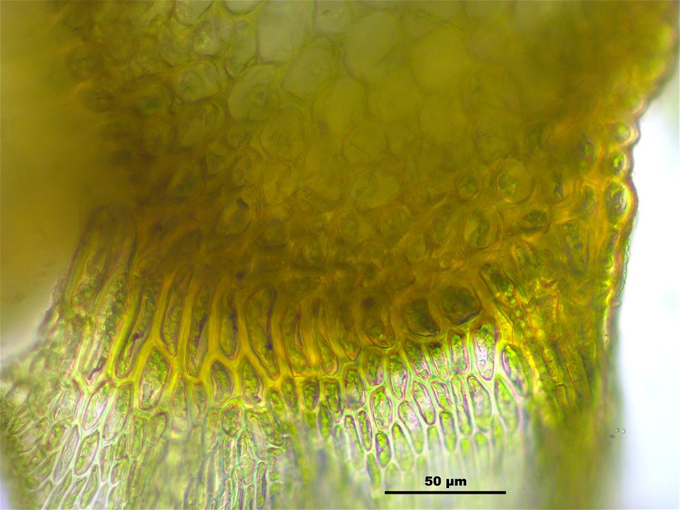Palustriella commutata