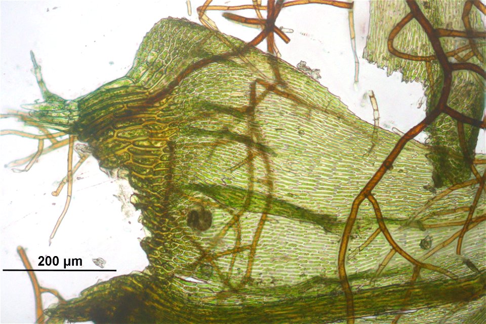 Palustriella commutata