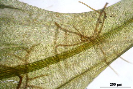 Palustriella commutata