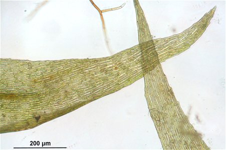 Palustriella commutata