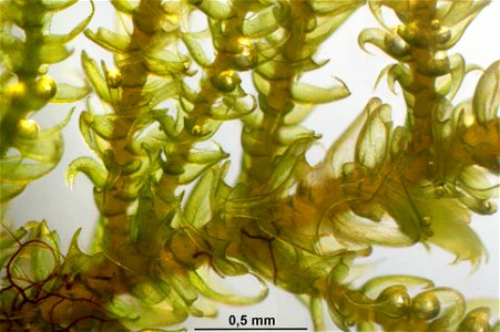 Palustriella commutata