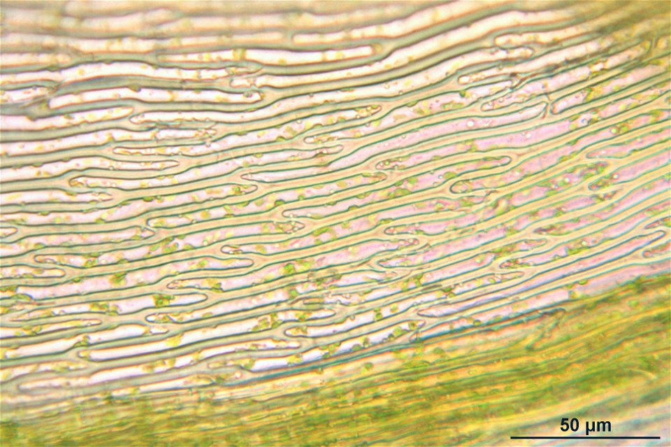 Palustriella commutata