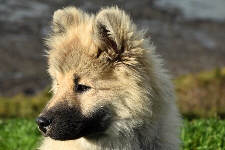 Portrait profile eurasier portrait photo