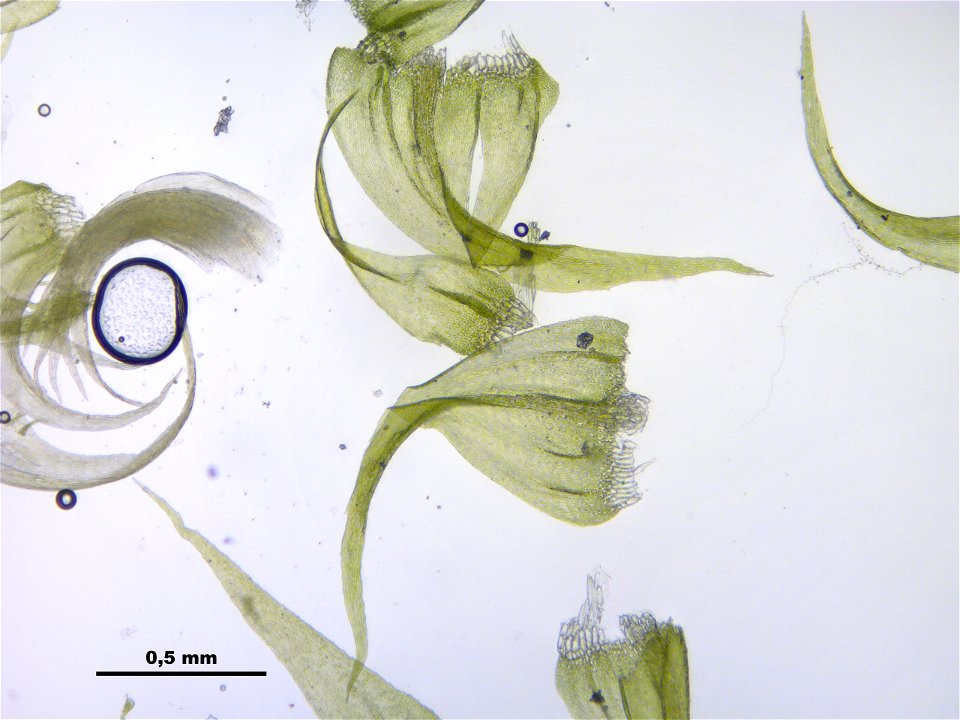 Palustriella commutata