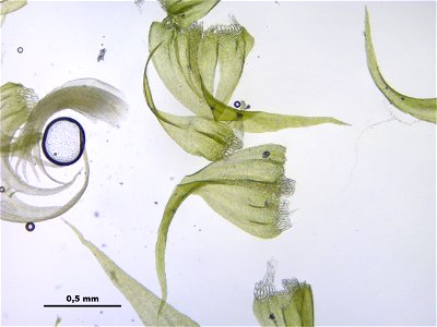 Palustriella commutata