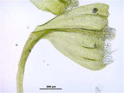 Palustriella commutata