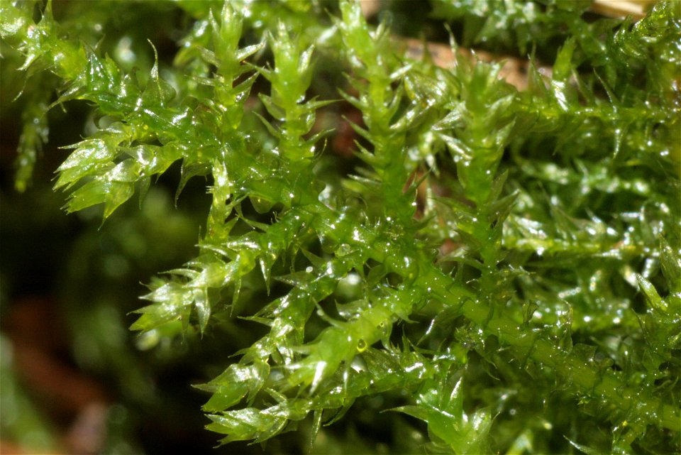 Kindbergia praelonga