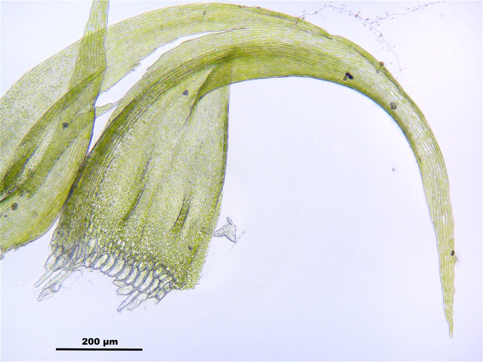 Palustriella commutata