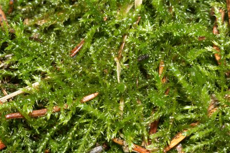 Kindbergia praelonga