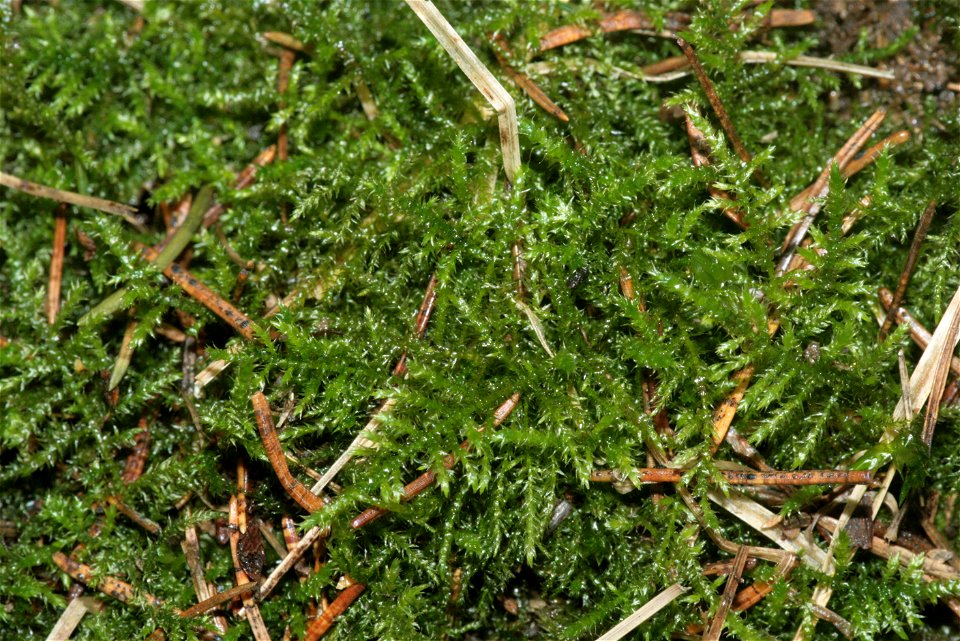 Kindbergia praelonga