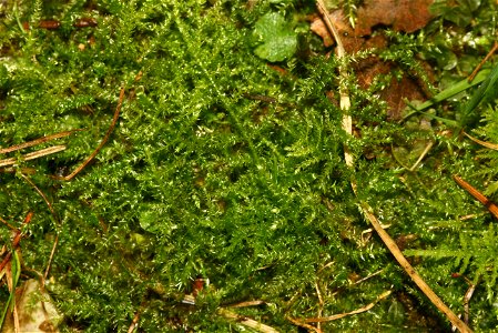 Kindbergia praelonga