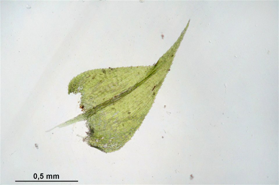 Kindbergia praelonga