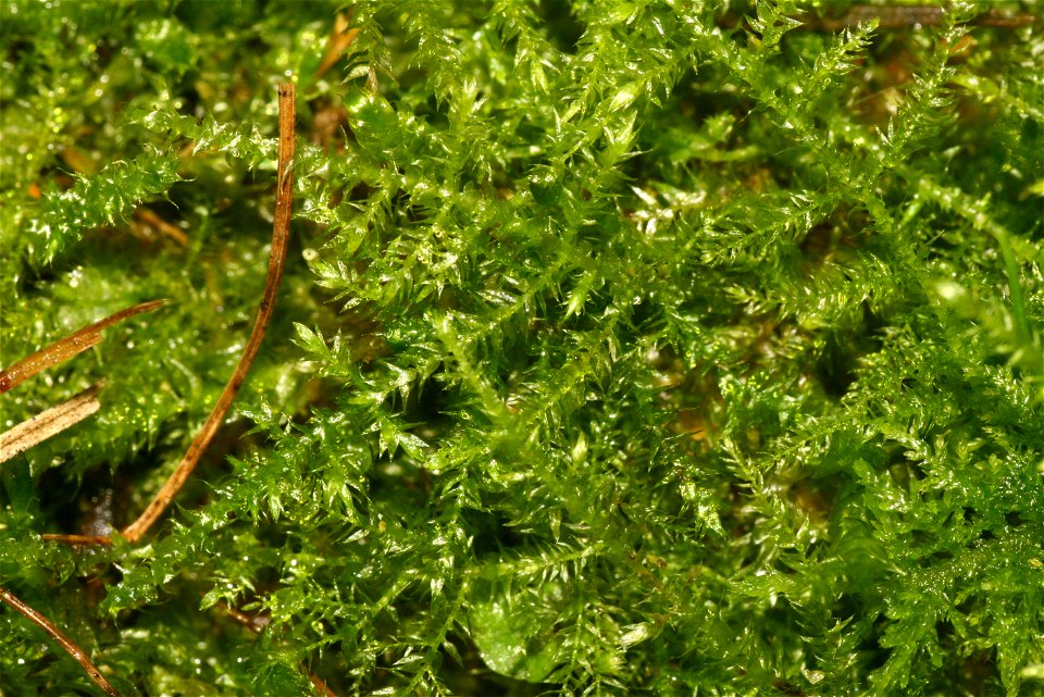 Kindbergia praelonga