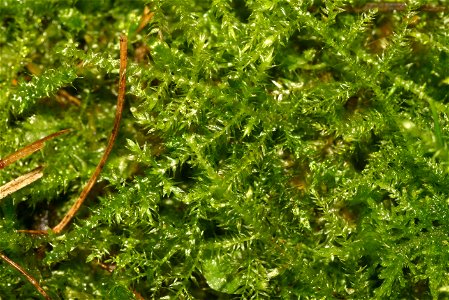Kindbergia praelonga
