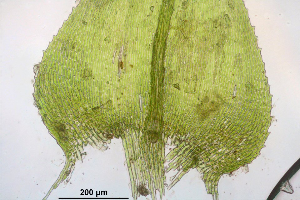 Kindbergia praelonga