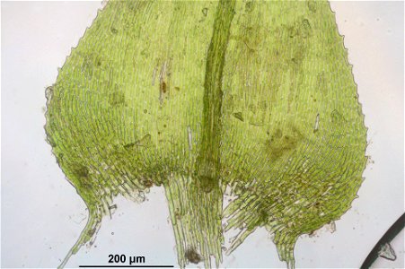 Kindbergia praelonga