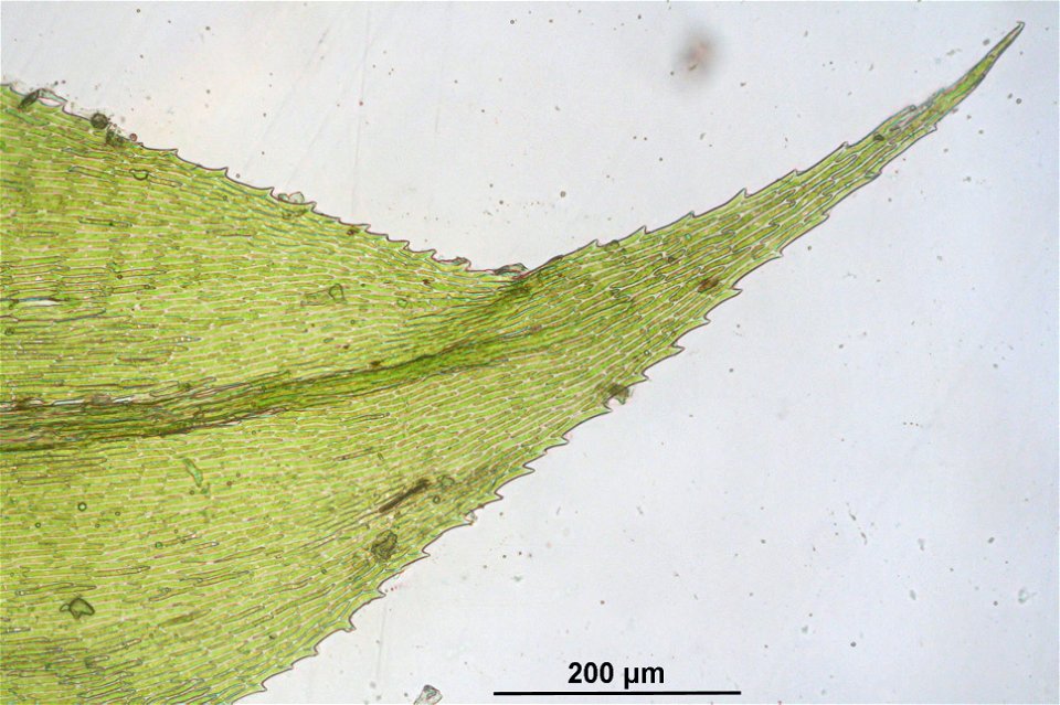 Kindbergia praelonga